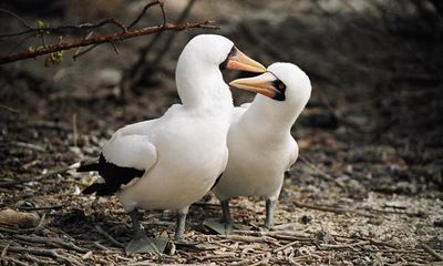 Zoology Notes 007: Avian abuse - Nazca boobies and the ‘cycle of violence’