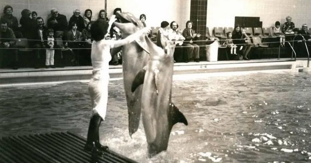 The Fascinating Story Behind The Great Dolphin