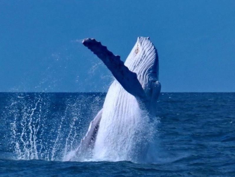 Migaloo the whale: Rare albino humpback spotted off…