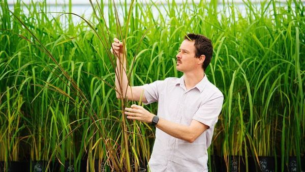 Breeding an Australian superfood in the shape of black rice