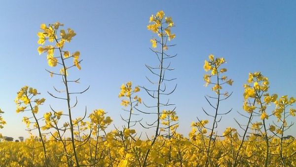Canola exports at risk unless farmers phase out legal chemical