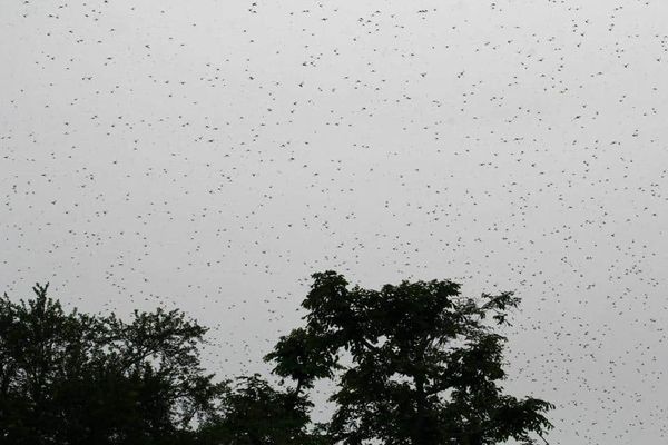 After swarms of locusts descend on Gurugram, Delhi on high alert