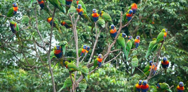 Birdwatching increased tenfold last lockdown. Don't stop, it's a huge help for bushfire recovery
