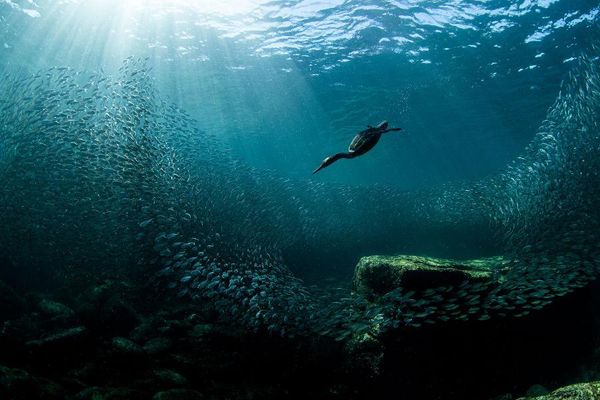 For Bird Lovers: 10 Inspiring Photos, Winners Of Audubon Photography Awards 2020