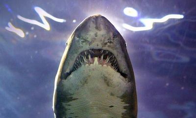 Zoology Notes 008: the shark that eats its siblings, in utero