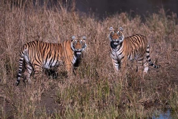 ‘Remarkable comeback’ as number of wild tigers in five countries increases