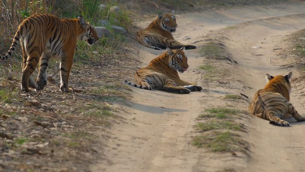 Global Tiger Day: India's tiger population roars to record heights