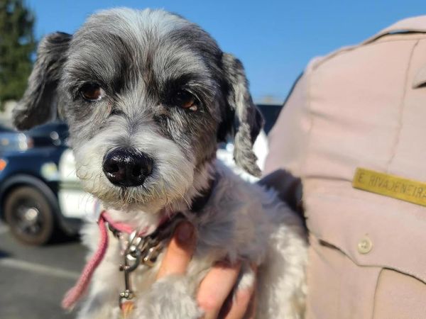 Puppy yelped for life after being abandoned in roasting hot car