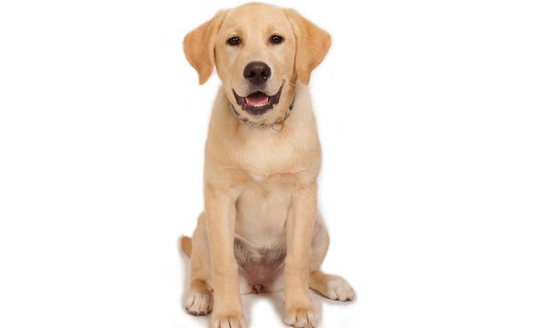 One in four dogs bought during coronavirus lockdown 'could be from puppy farms'