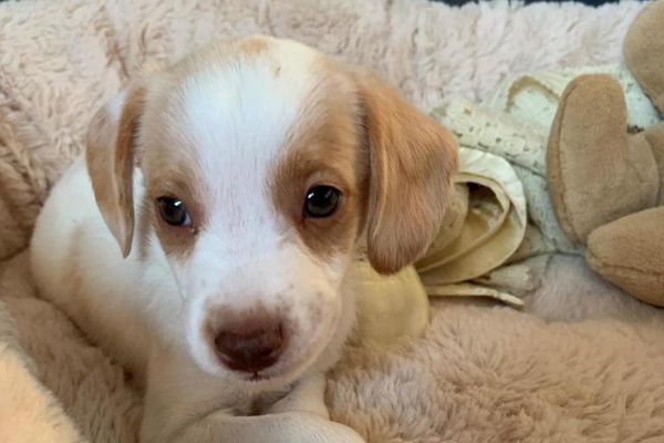 Heartbroken Londoner urges puppy owners to 'look out for warning signs' after new dog had to be put down