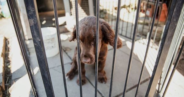 Warning one in four dogs bought during lockdown could be from cruel puppy farms