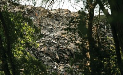 Marsha Jackson Is Trying to Move Shingle Mountain